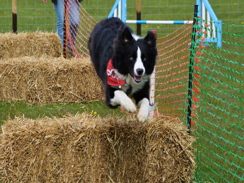 Dog leaping over hay bales
