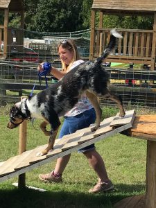 Dog undertaking agility course with owner