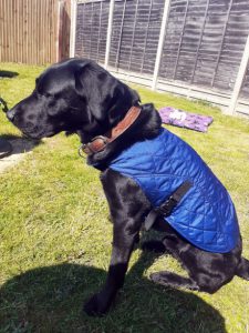 Black dog in a blue dog coat