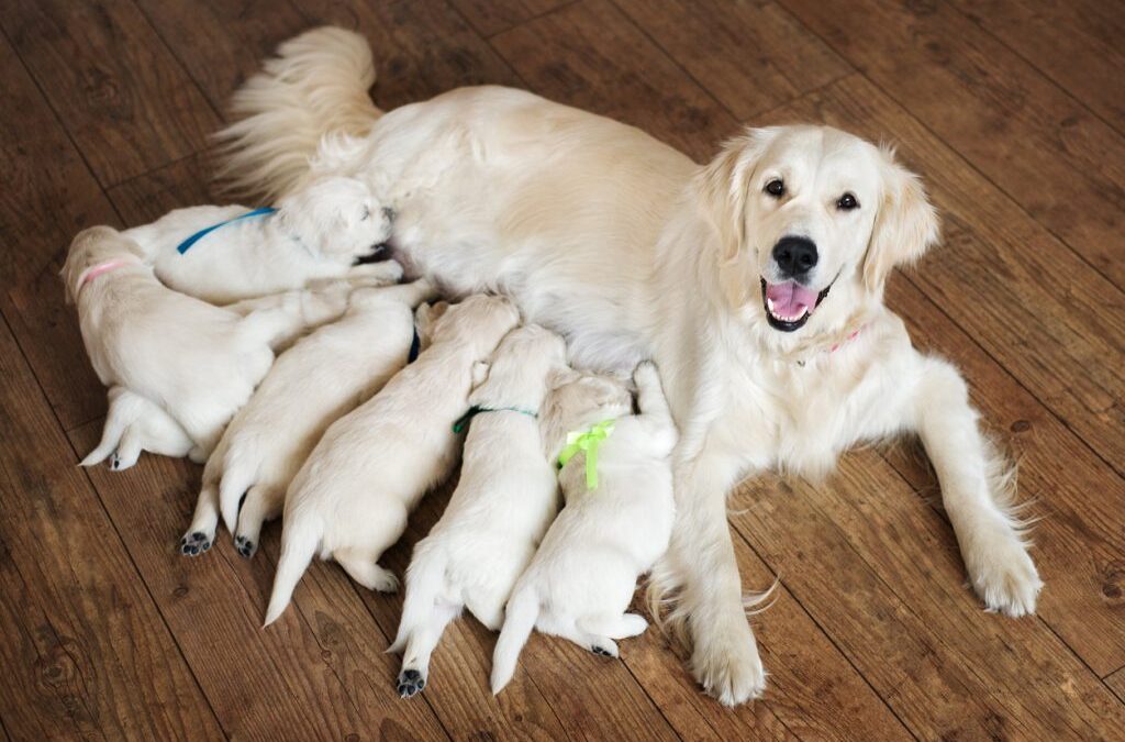 How do I go about choosing a new puppy and choosing which breeder?