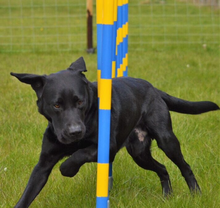 How dogs learn – Lawrence’s Journey in Agility