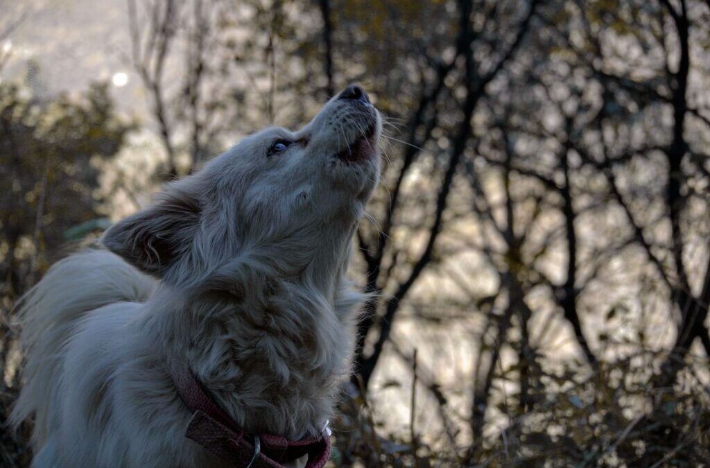 Dog Vocalisations: Barking, whining, howling, grunting and growling