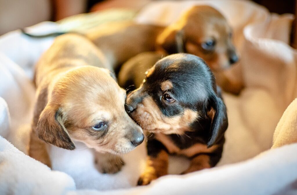 Ten quick tips on choosing a breeder for your new puppy