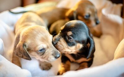Ten quick tips on choosing a breeder for your new puppy