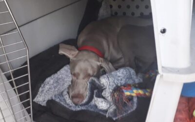 How to Help a Dog with Separation Anxiety